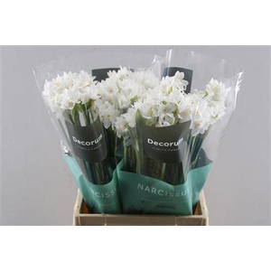 Narc Ta Ziva Paperwhite L50