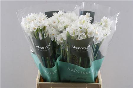 <h4>Narc Ta Ziva Paperwhite L50</h4>