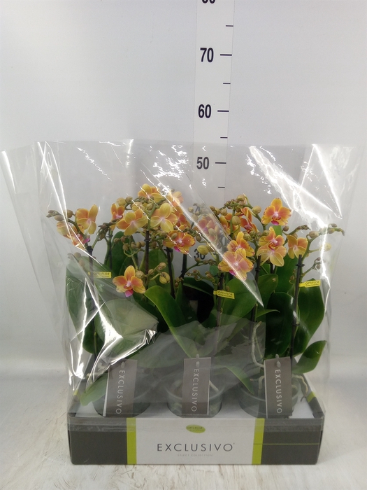<h4>Phalaenopsis multi.   ...orange</h4>