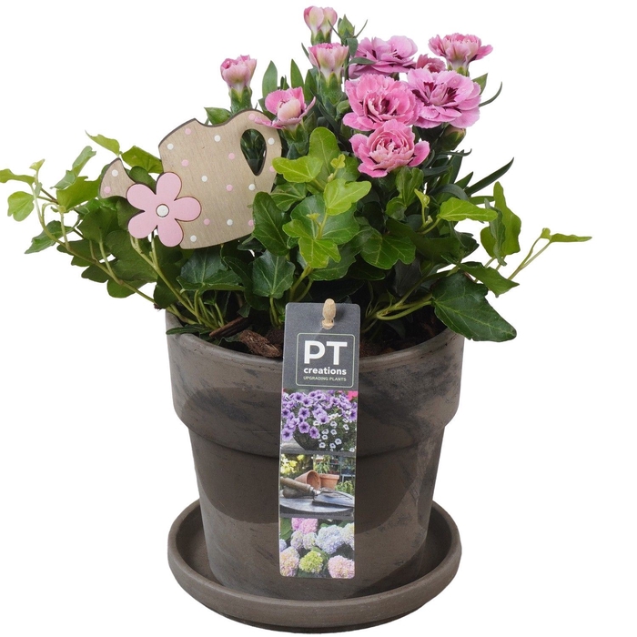 <h4>Arr.   Perkplanten L%</h4>