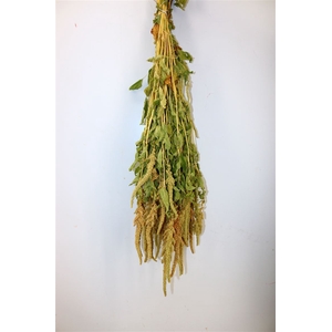 Dried Amaranthus Caud. Green Bunch