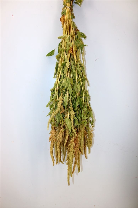 <h4>Dried Amaranthus Caud. Green Bunch</h4>