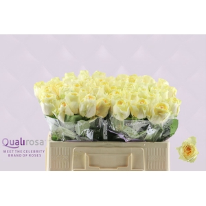 R Gr Buttercup