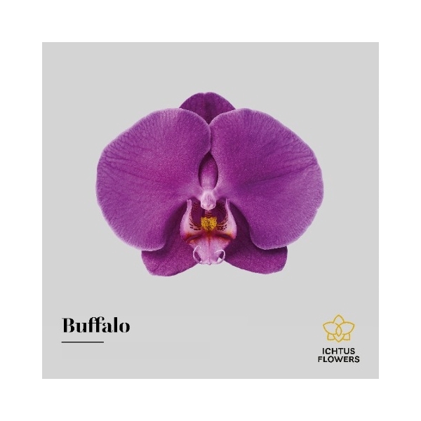 <h4>Phal An Buffalo - Ichtus Flowers</h4>
