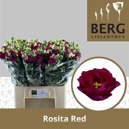 <h4>Eus G Rosi Ru Red</h4>