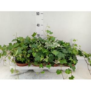 Hedera helix   ...mix 3