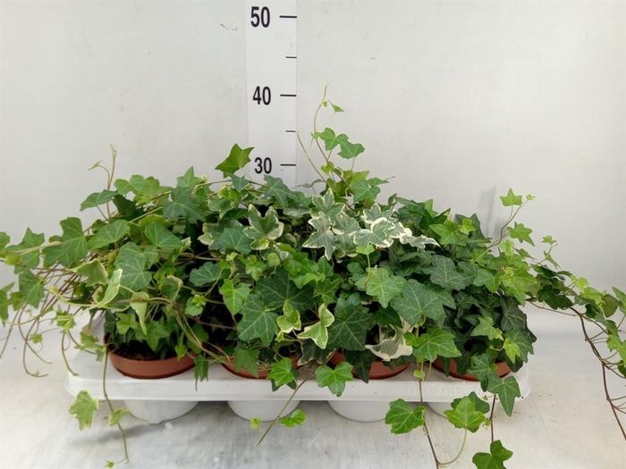 <h4>Hedera helix   ...mix 3</h4>