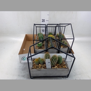 Cactus   ...