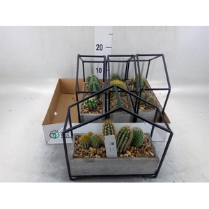 Cactus   ...