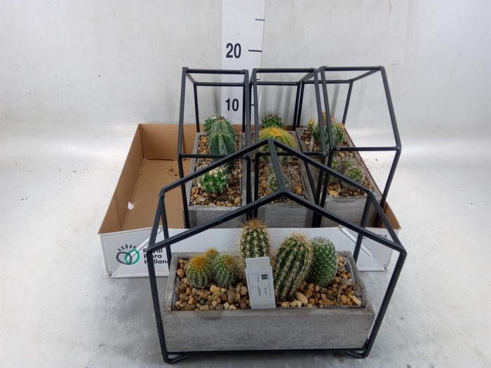 <h4>Cactus   ...</h4>