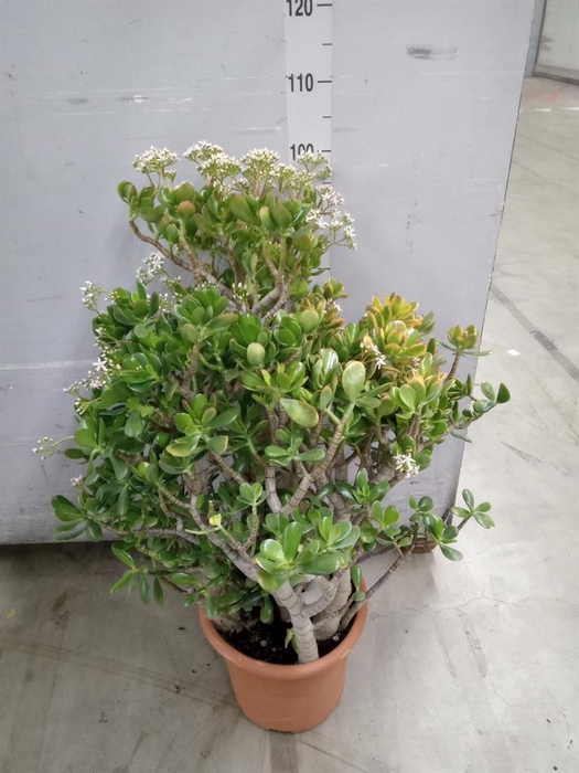 <h4>Crassula ...</h4>