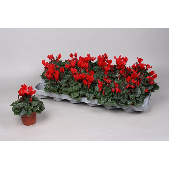 <h4>CYCL KL SUP MICRO</h4>