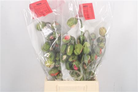 <h4>Papaver Gemengd Extra Per Tak</h4>