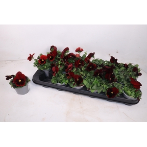 VIO WI MA RED BLOTCH