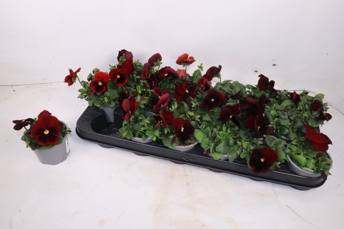 <h4>VIO WI MA RED BLOTCH</h4>