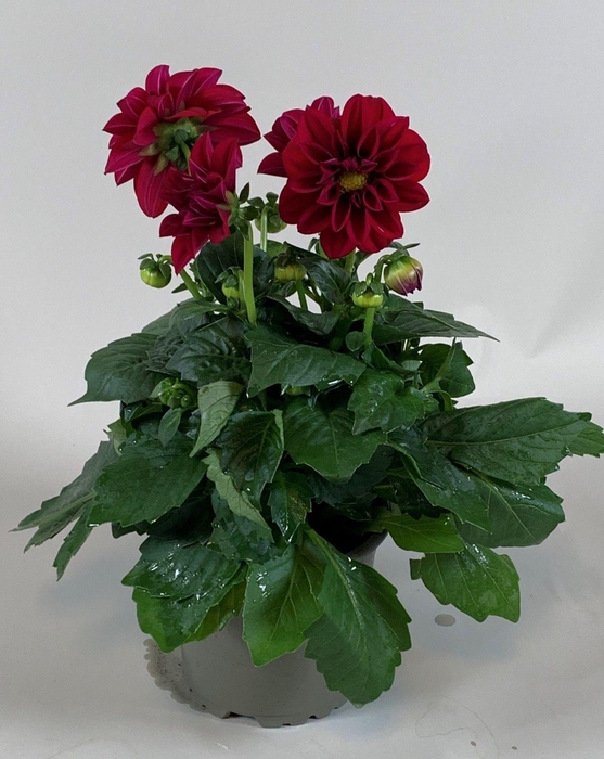 <h4>Dahlietta Paars</h4>