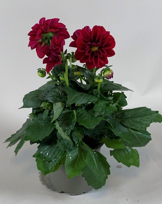 <h4>Dahlietta Paars</h4>