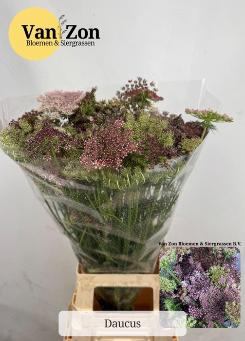 <h4>DAUCUS CAROTA DARA DAUCUS CAROTA DA</h4>