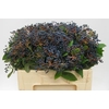Viburnum metalberry