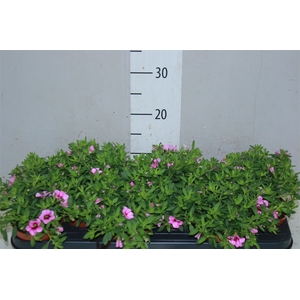 Calibrachoa Pink