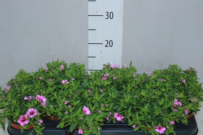 <h4>Calibrachoa Pink</h4>