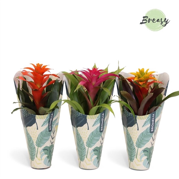 <h4>Guzmania Cupcake - 12cm in Jungle Kraft | Mimesis</h4>