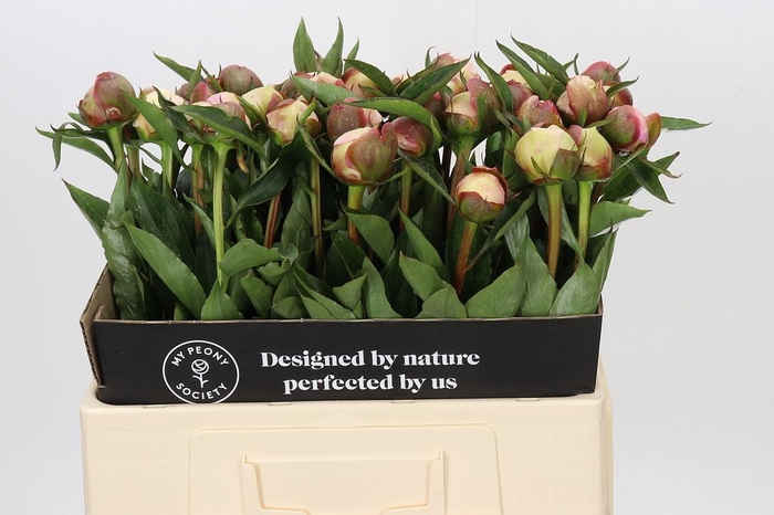 <h4>Paeonia Alertie</h4>