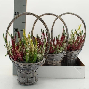 ARR TUINPLANTEN