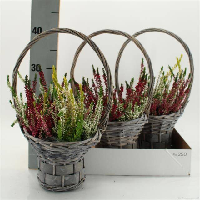<h4>ARR TUINPLANTEN</h4>