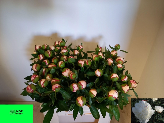 <h4>PAEO L ICEBERG</h4>