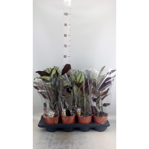 Calathea majestica 'Whitestar'