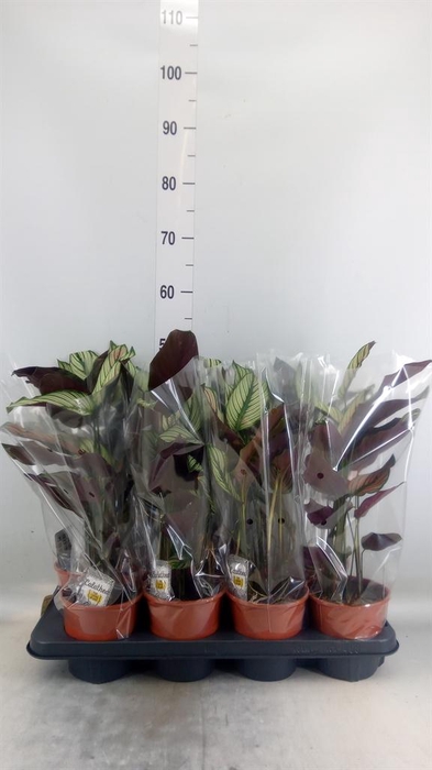 <h4>Calathea majestica 'Whitestar'</h4>