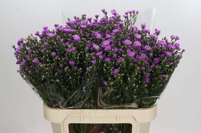 <h4>Aster Casarosa</h4>