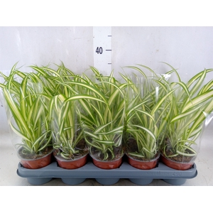 Chlorophytum com. 'Variegatum'