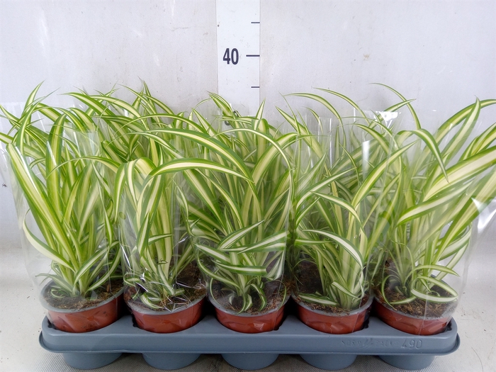 <h4>Chlorophytum com. 'Variegatum'</h4>
