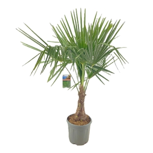 Trachycarpus fortunei