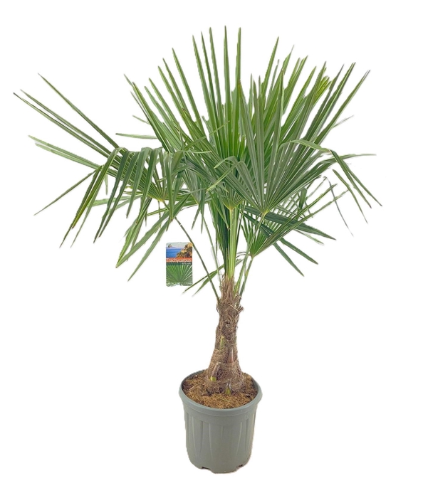 <h4>Trachycarpus fortunei</h4>