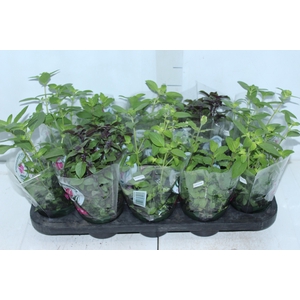 ERVAS AROMATICAS P11