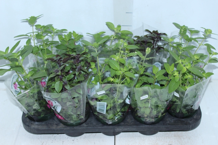 <h4>ERVAS AROMATICAS P11</h4>