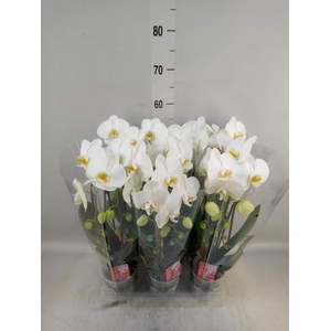 Phalaenopsis  'Elegant Cascade'