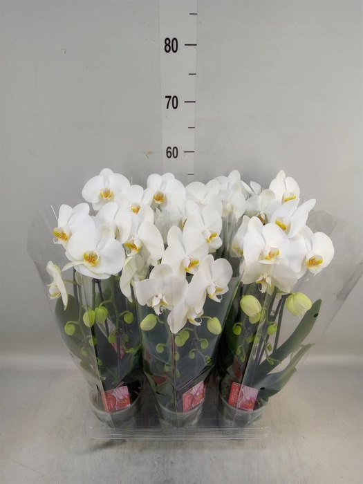 <h4>Phalaenopsis  'Elegant Cascade'</h4>