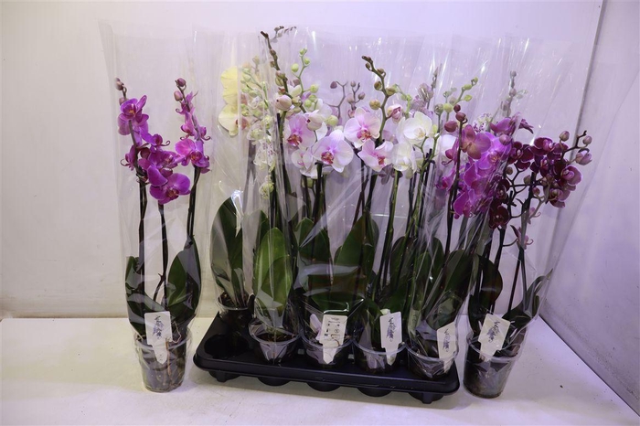 <h4>arr8 Phal Gem 6 Kl</h4>