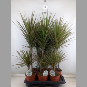 Dracaena marg. 'Bicolor'