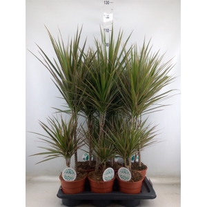 Dracaena marg. 'Bicolor'