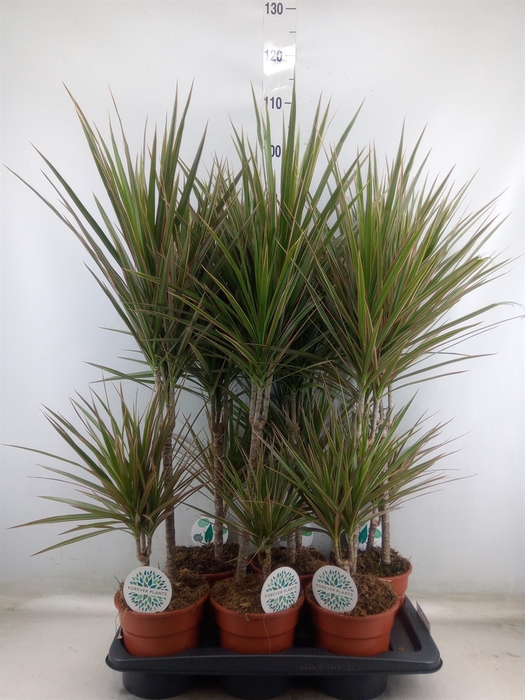 <h4>Dracaena marg. 'Bicolor'</h4>