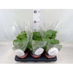 Pilea peperomoides