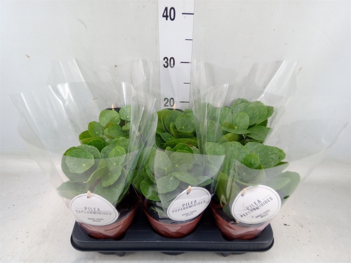 <h4>Pilea peperomoides</h4>