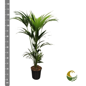 HOWEA FORSTERIANA