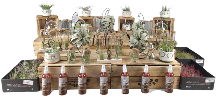 <h4>Tillandsia MADNESS Collection</h4>
