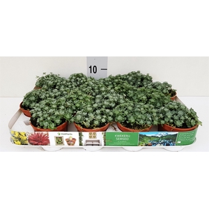 Sedum spathulifolium 'Cape Blanco'